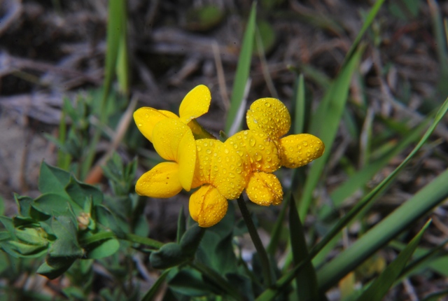 Coronilla - No, Lotus corniculatus